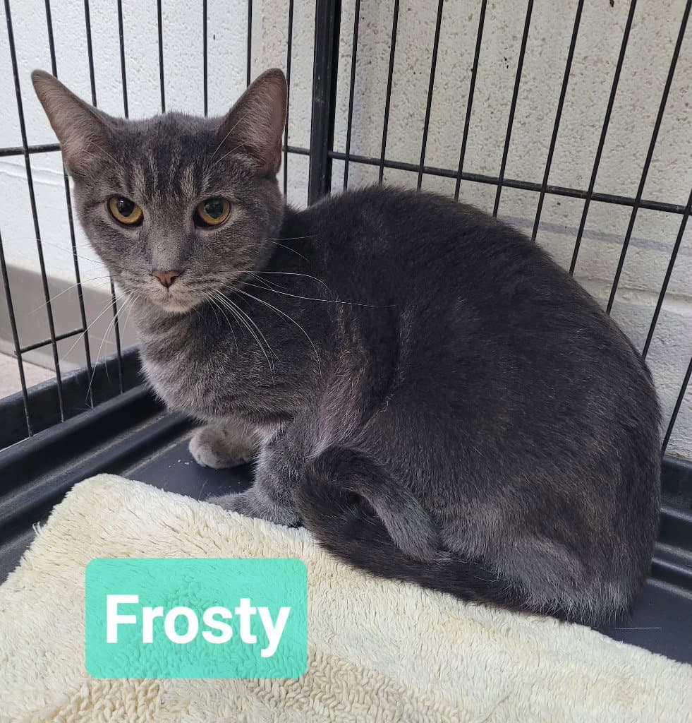 Frosty