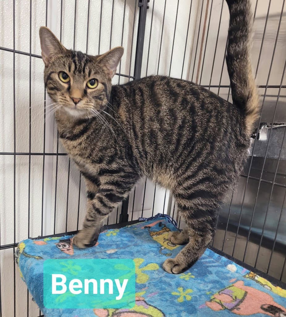 Benny