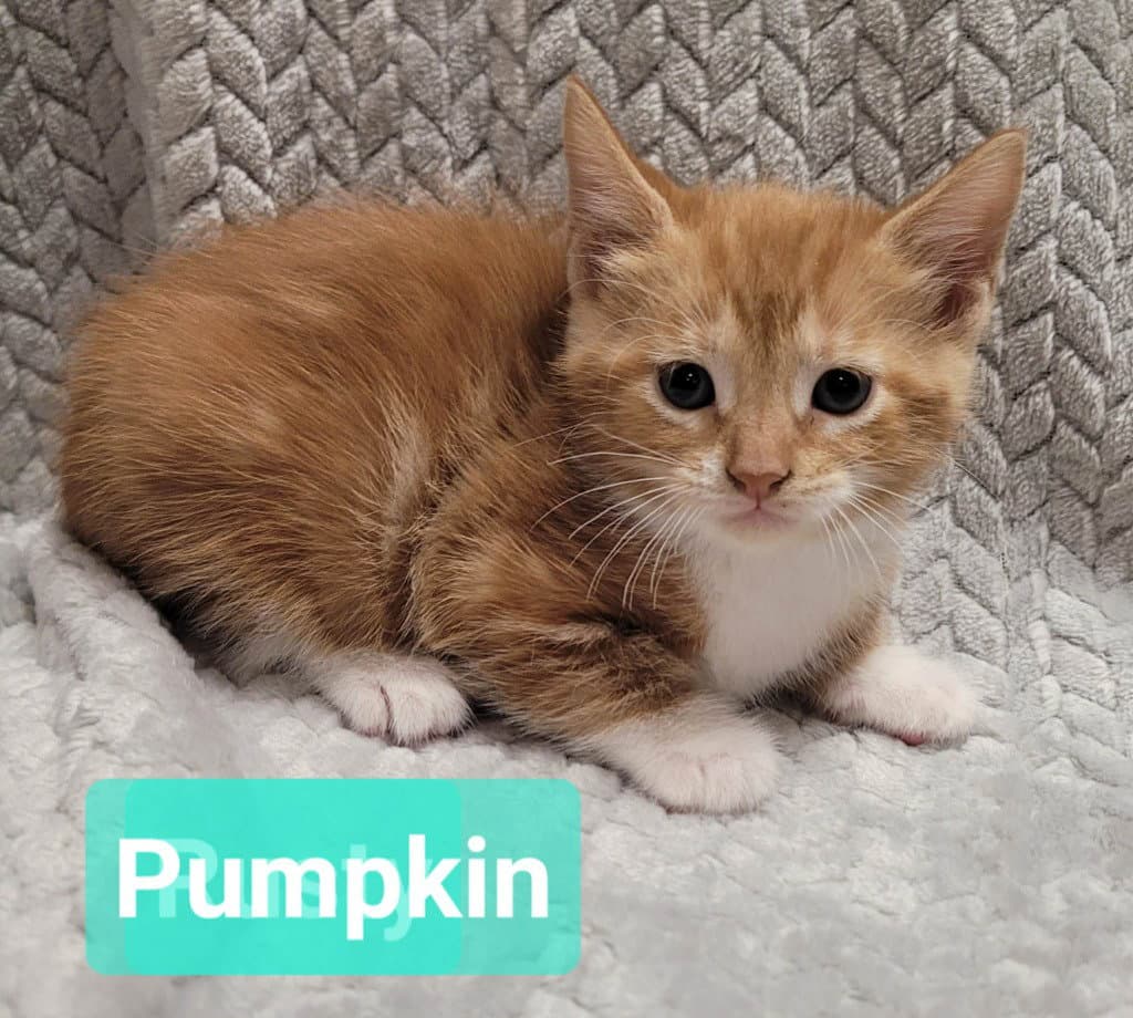 Pumpkin