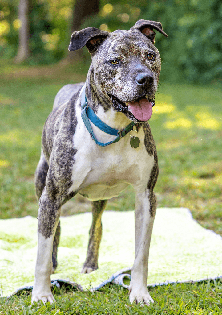 Hector *FOSTER NEEDED TOO!