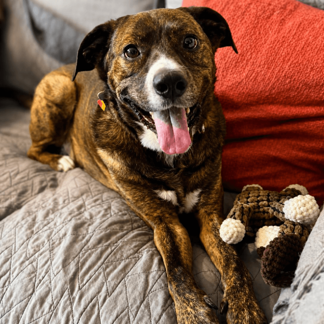 Jackson *FOSTER NEEDED TOO!