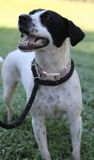 Dottie *URGENT FOSTER/ADOPTER NEEDED!