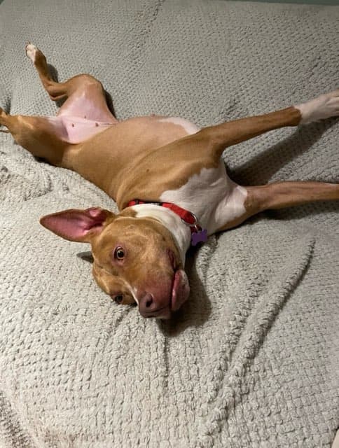 Hazel