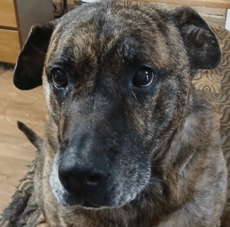 Lola *URGENT FOSTER NEEDED TOO!