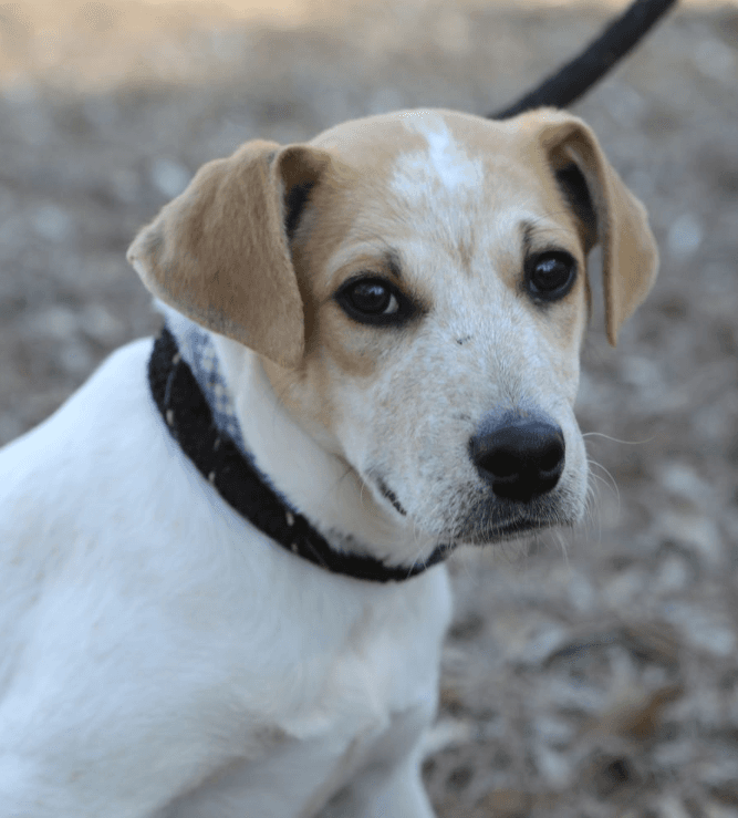 Magnum. Urgently needs Foster or Adopter