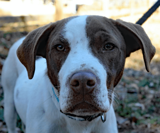 Butch. Urgently needs Foster or Adopter