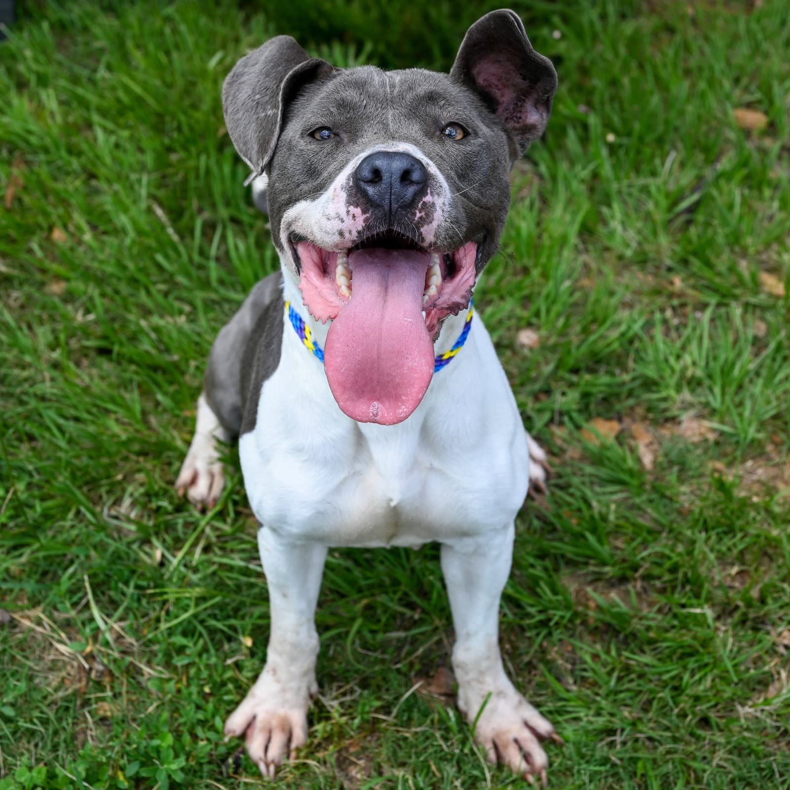 Renita Urgently needs foster or adopter
