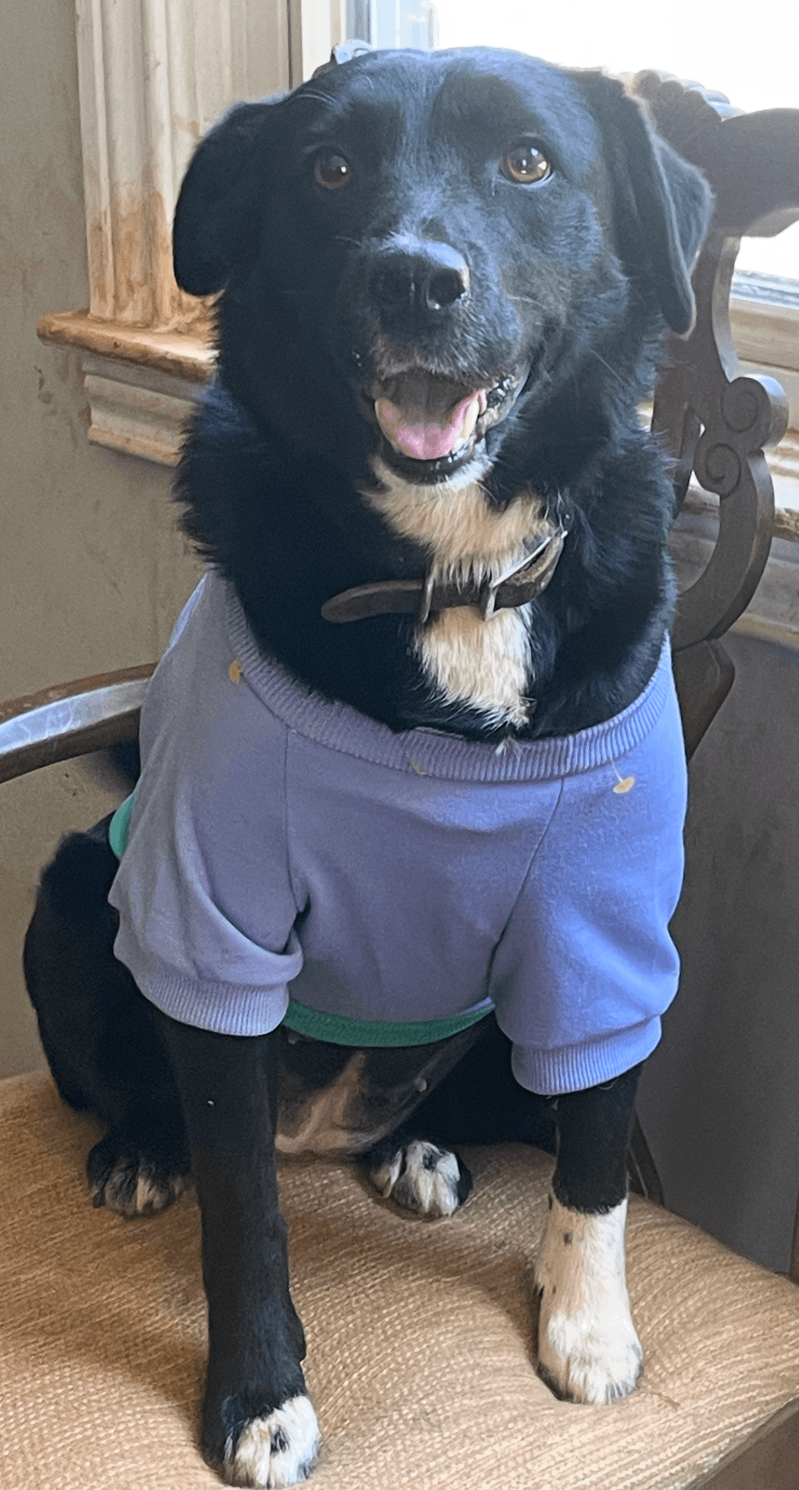 Jasmine (Adult)