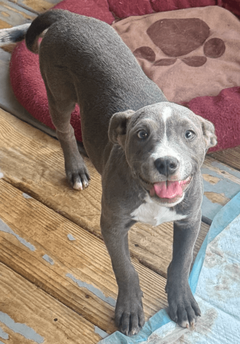Rosey. Urgently needs Foster or Adopter