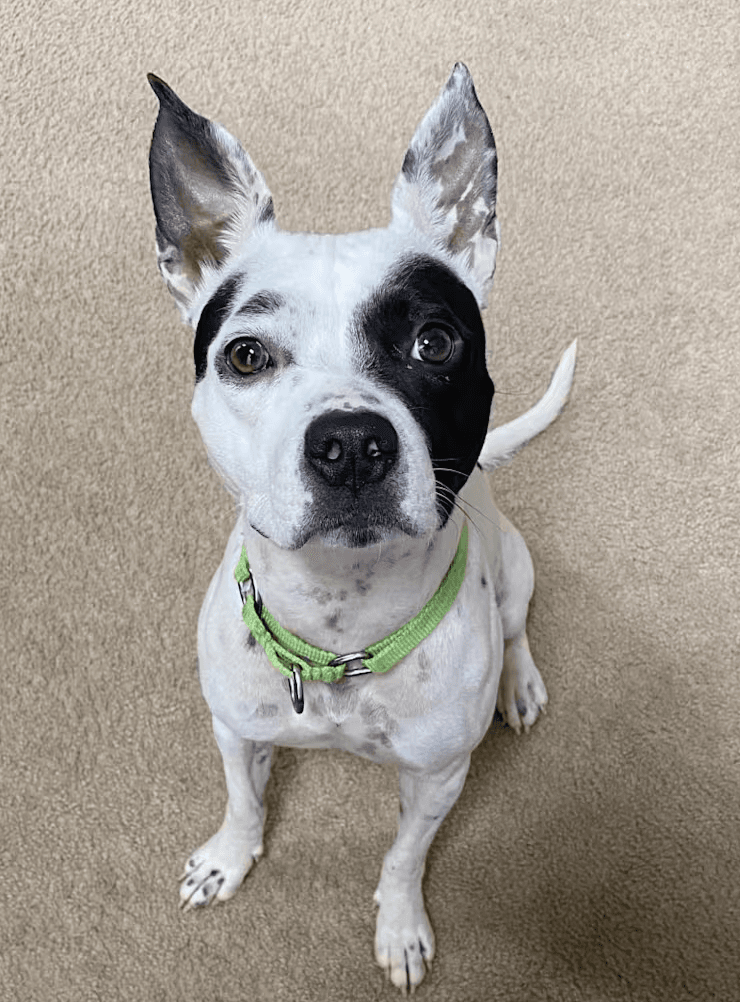 Oreo