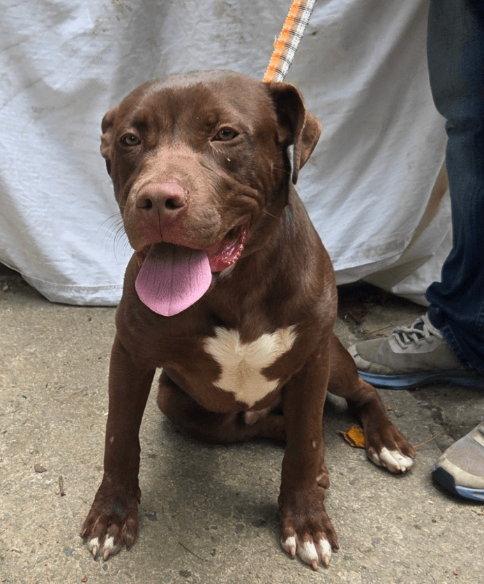 Cadon. Urgently needs Foster or Adopter