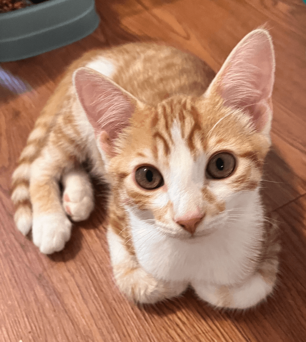 Copper