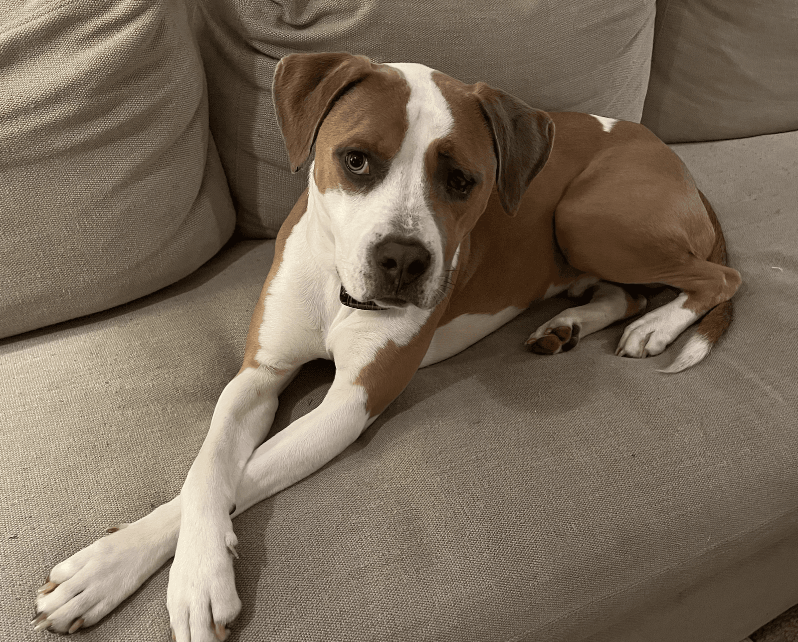 Norman Urgently needs Foster or Adopter