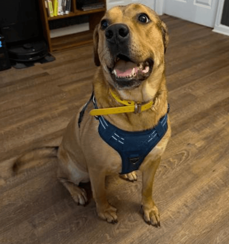 Spooks. Urgently needs a foster or adopter