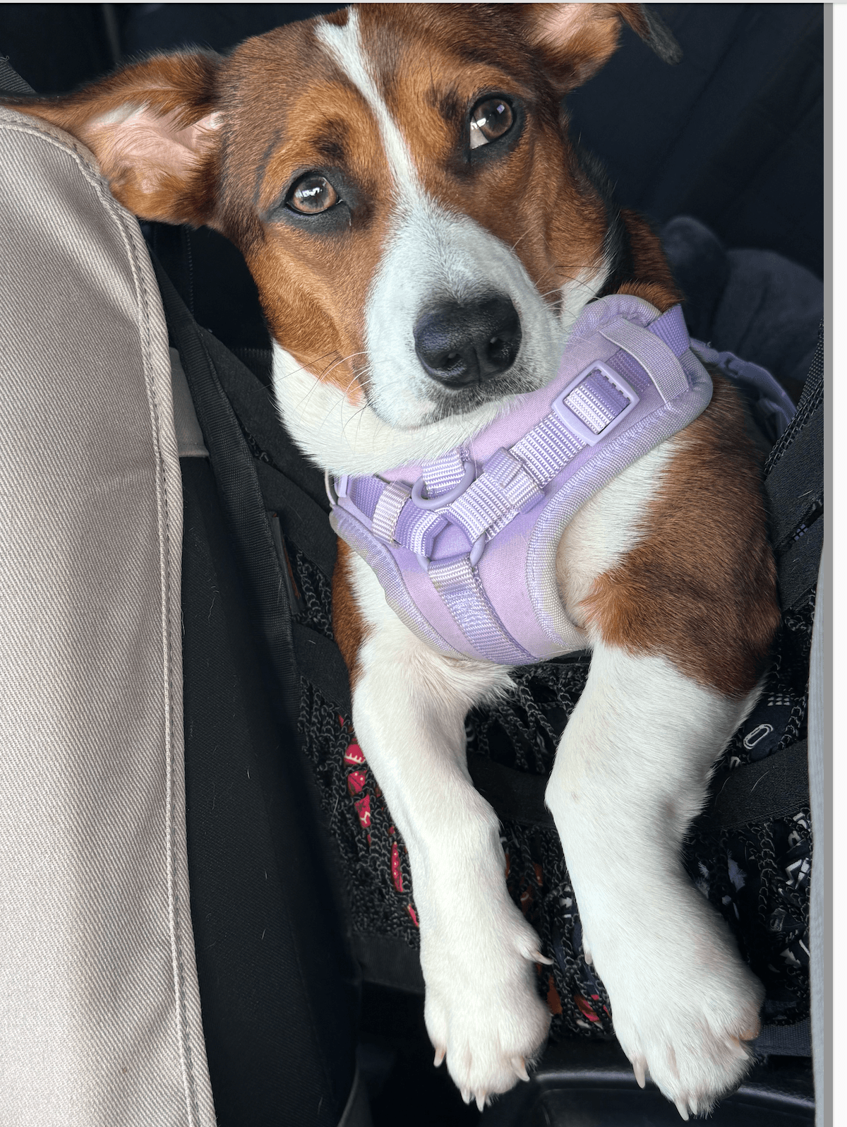 Bella