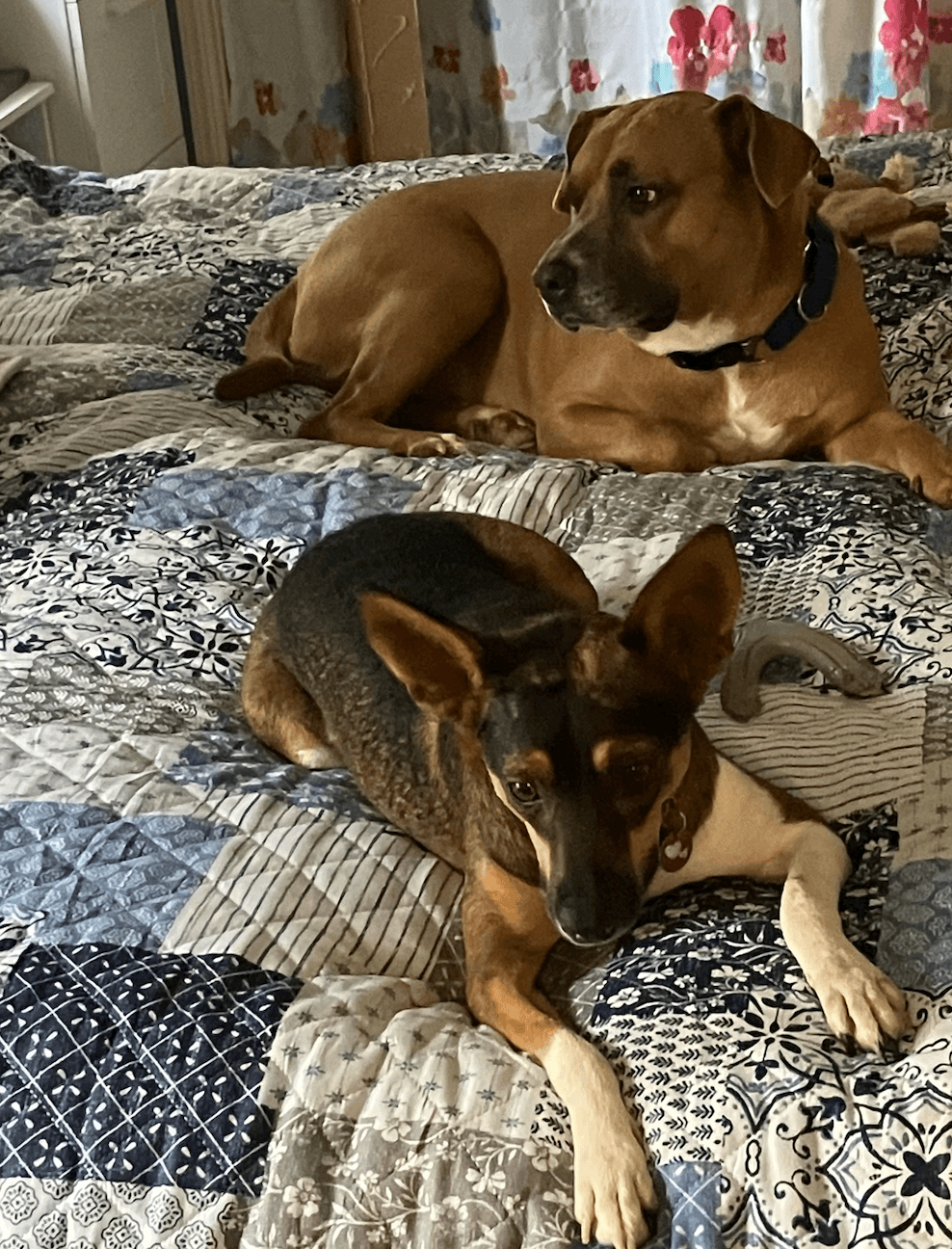 Penelope
