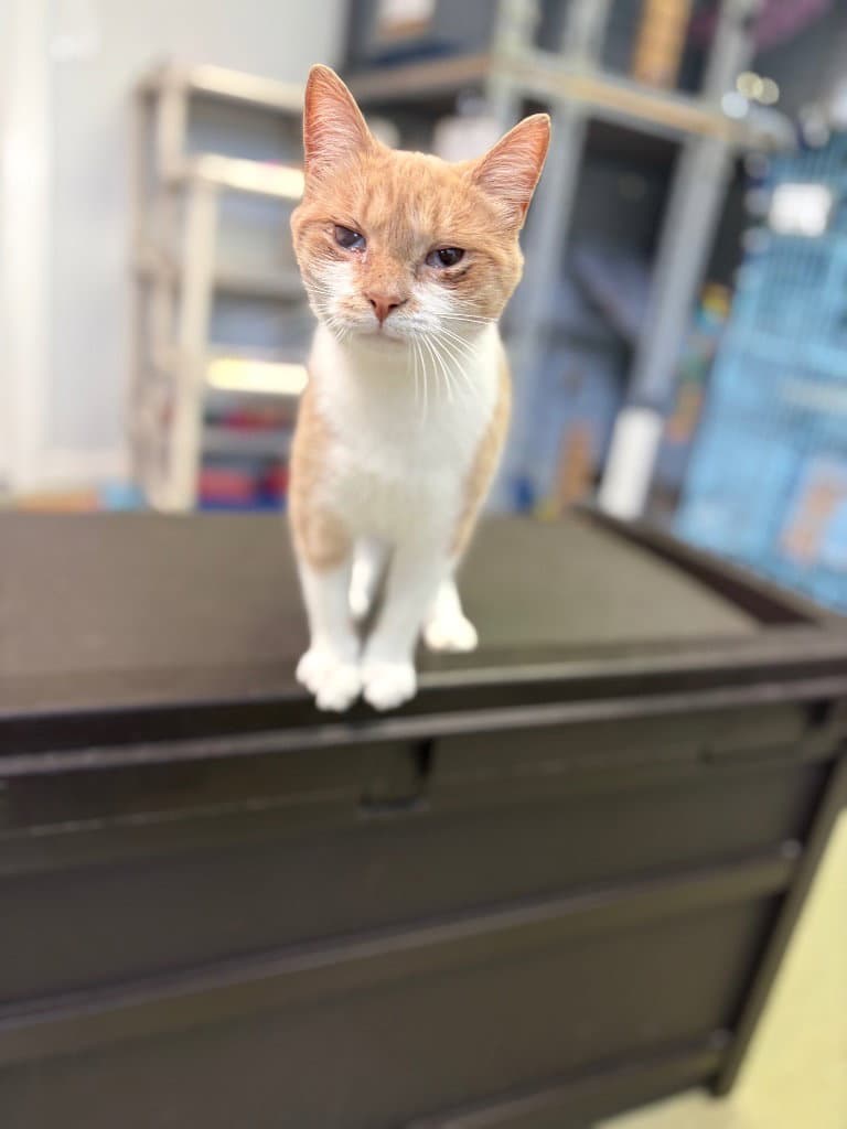 Daphne