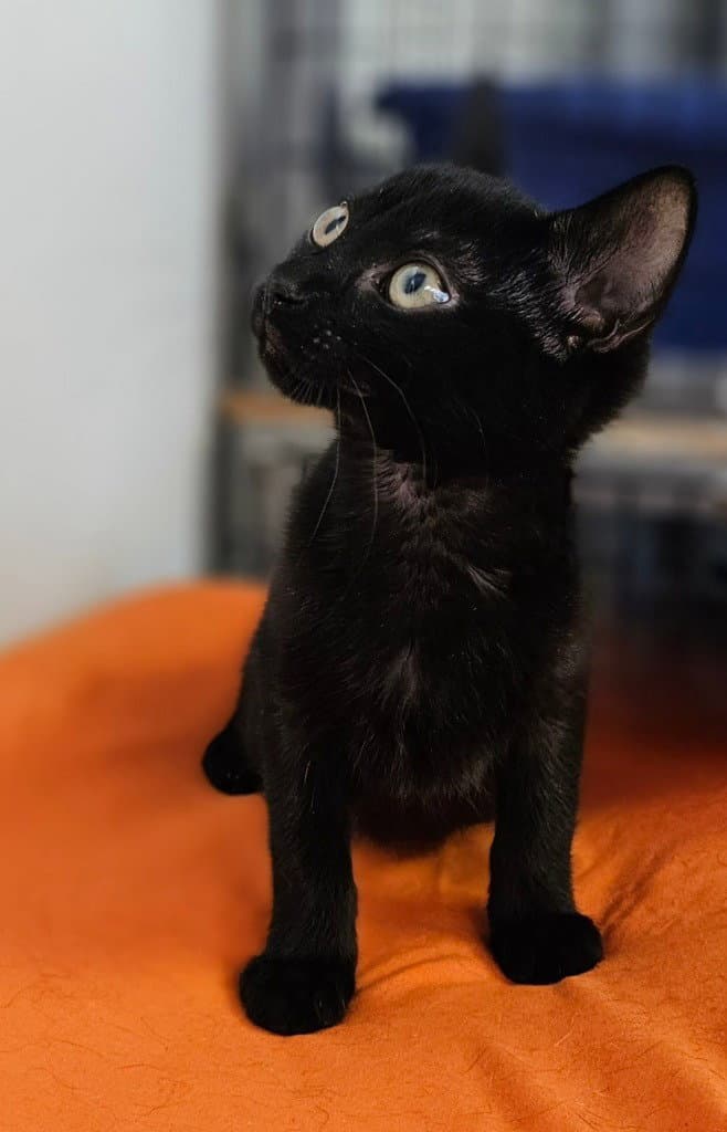 Gemma