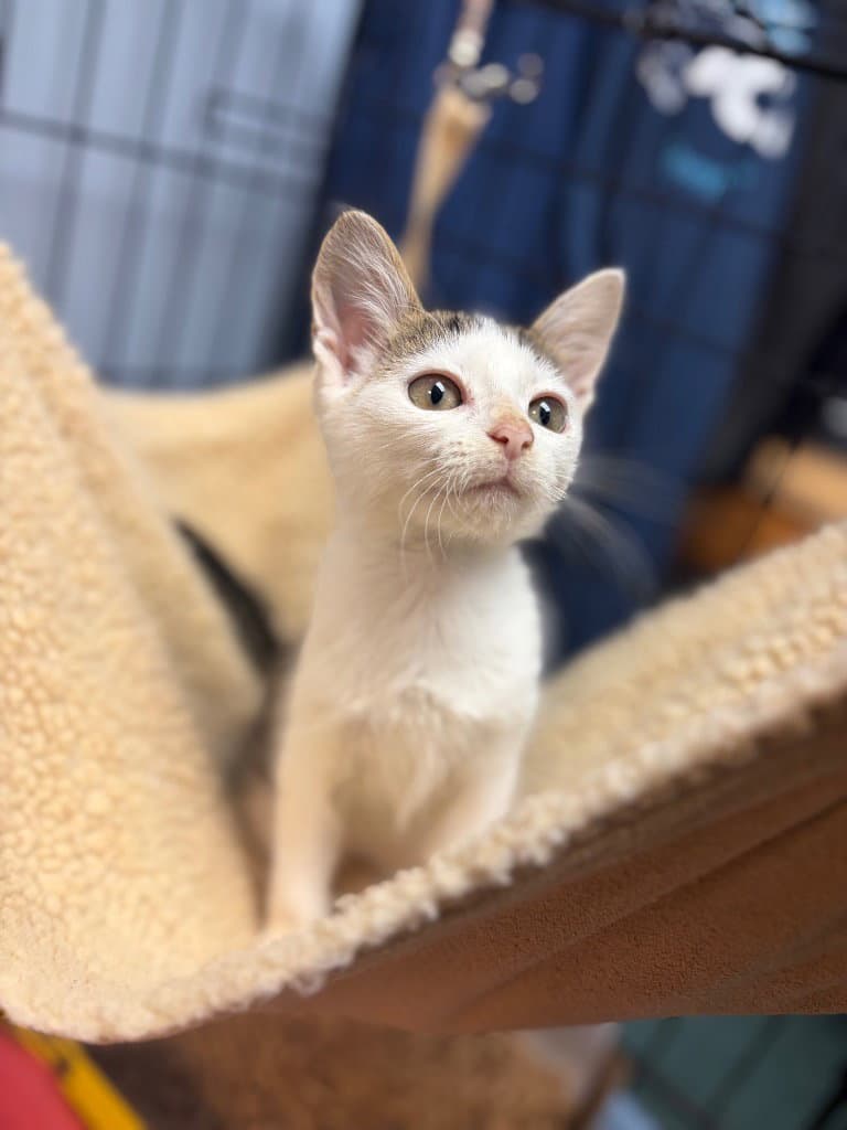 Penelope