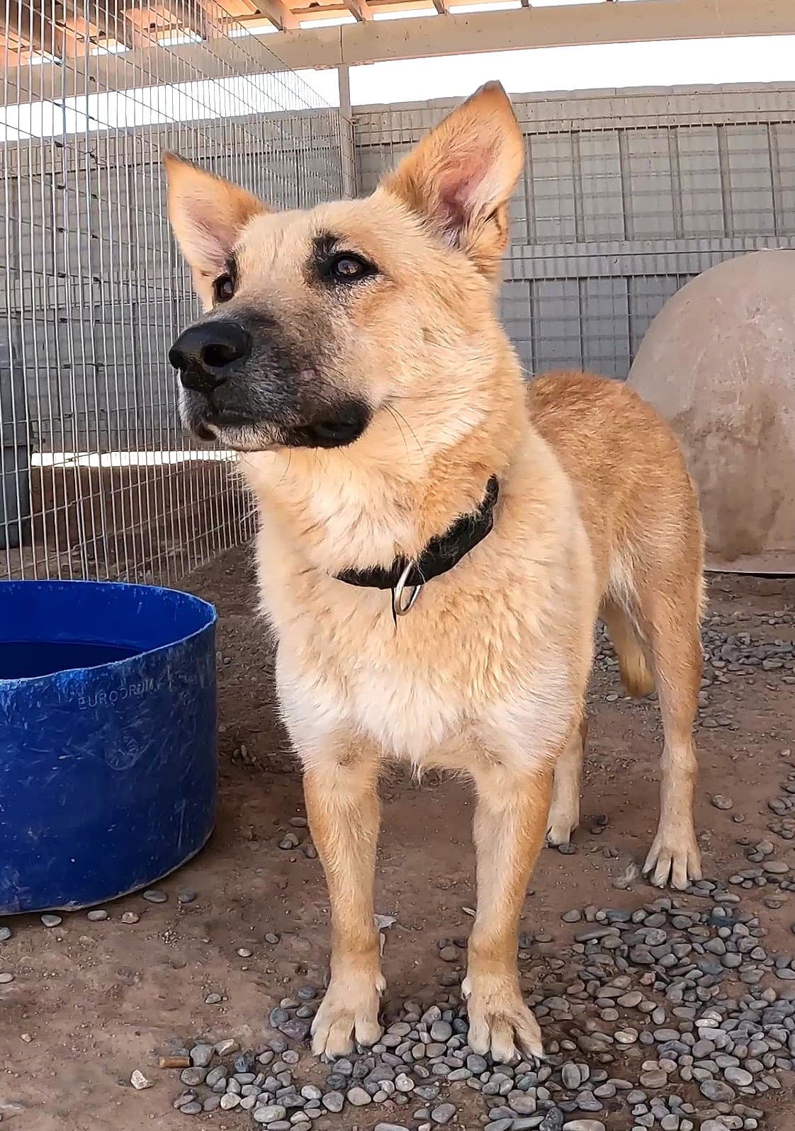 Gracie Lou