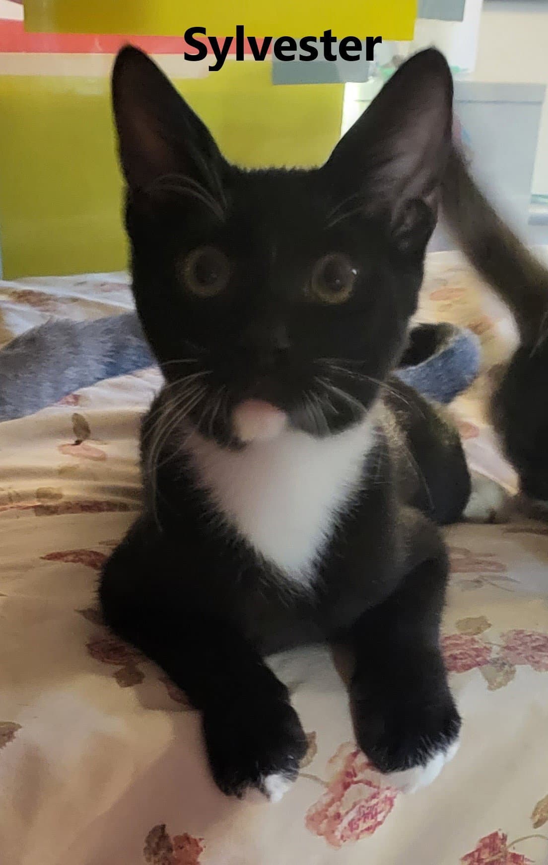 Sylvester
