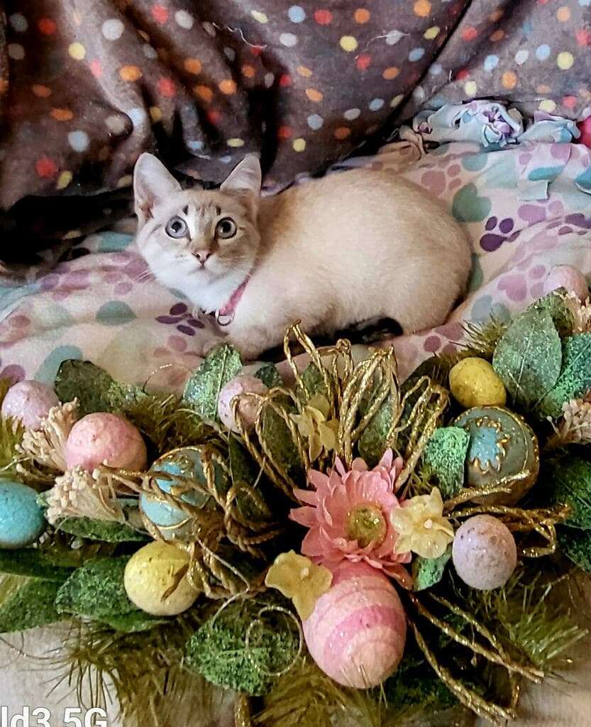 Elsa