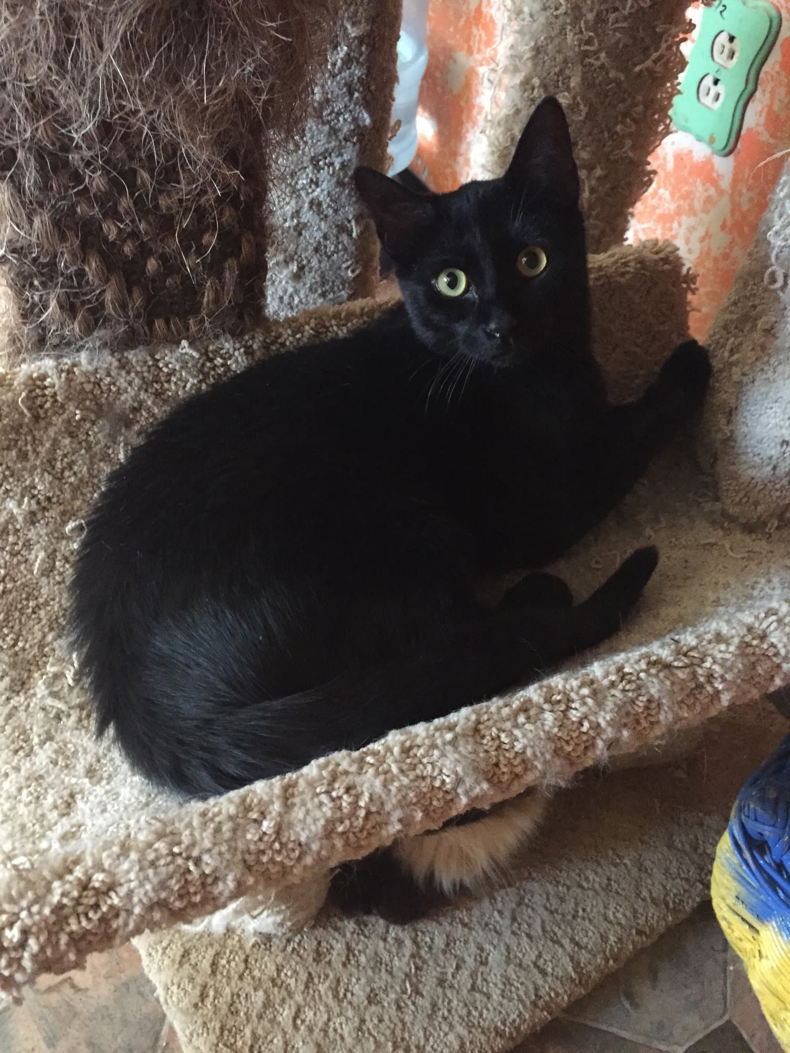 Solomon