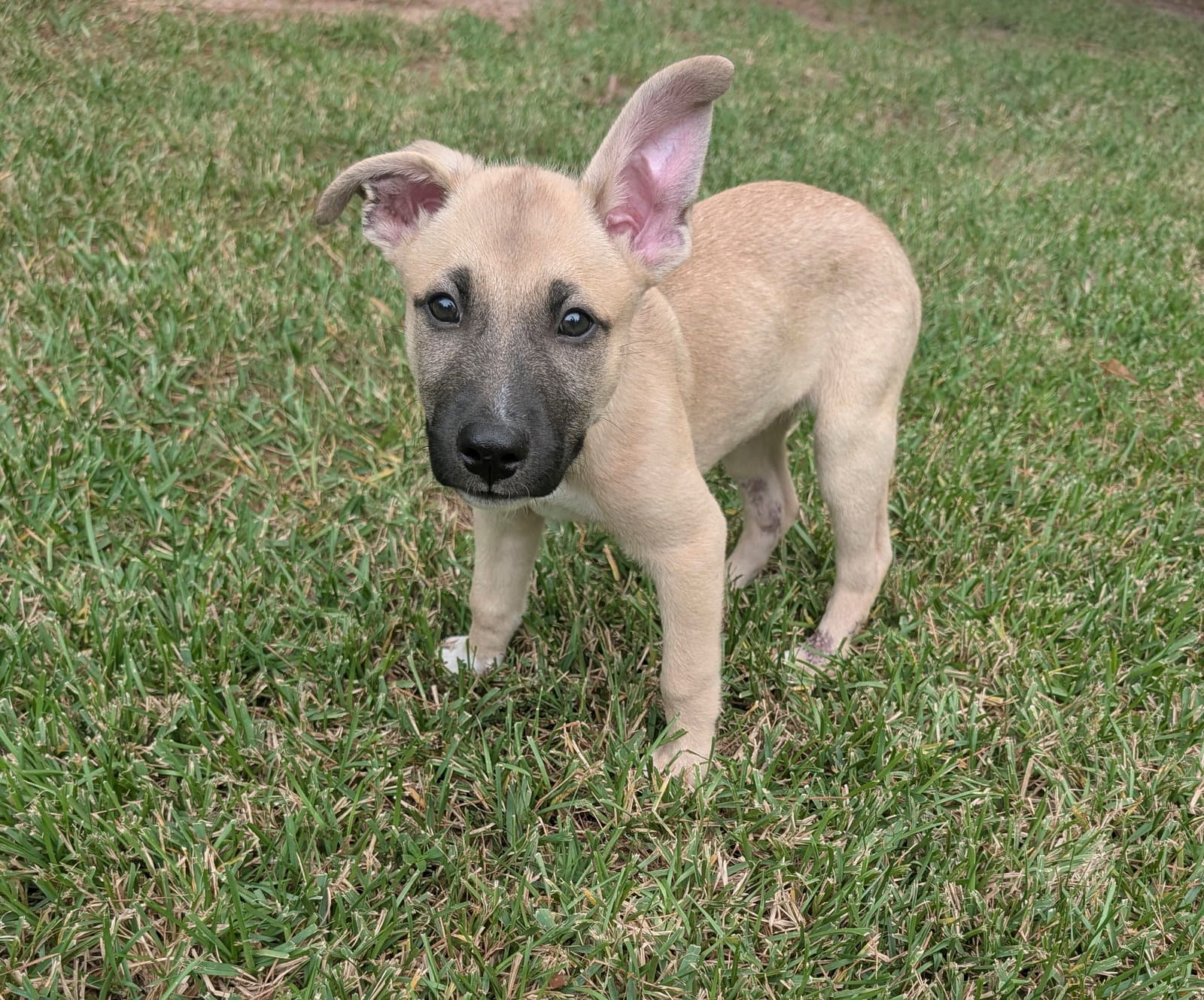 Remi