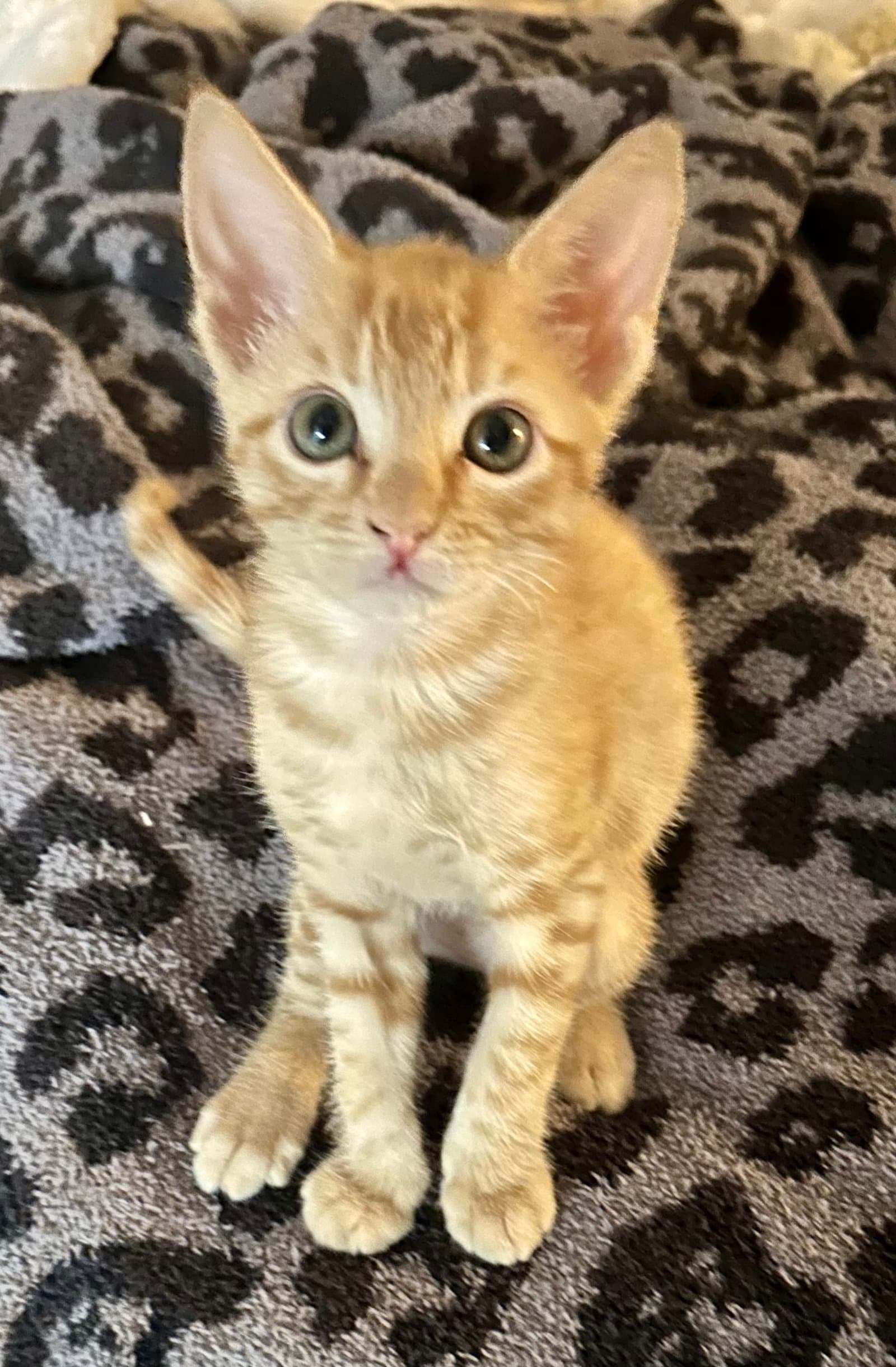 Pumpkin