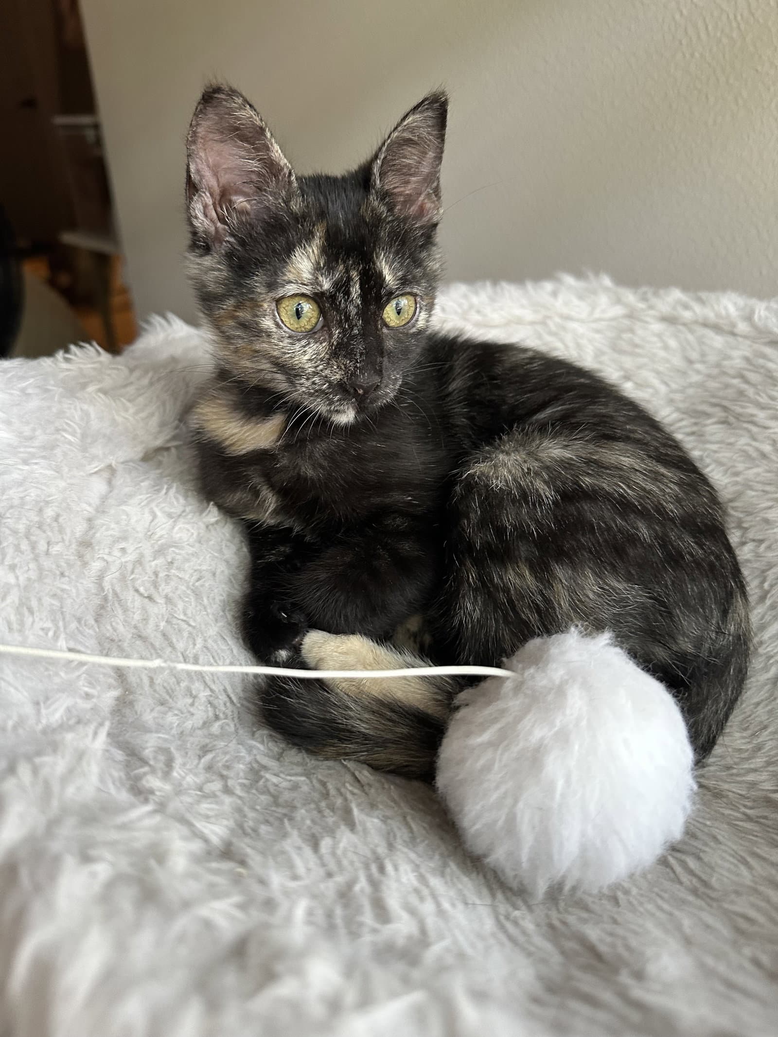 Mocha