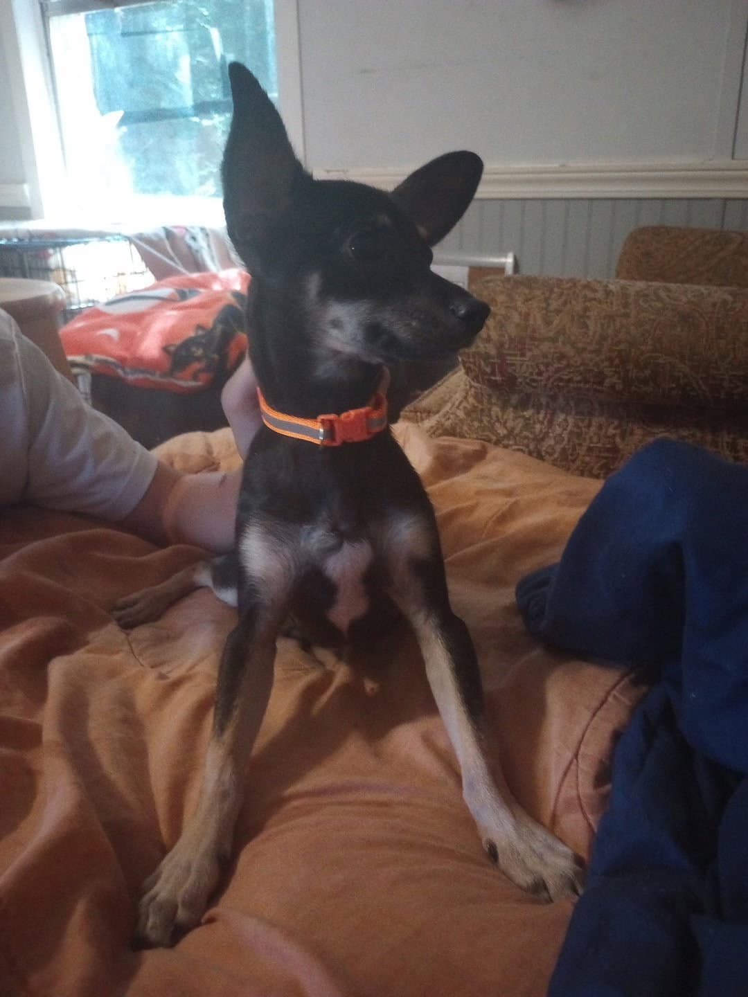 Mr. Ears