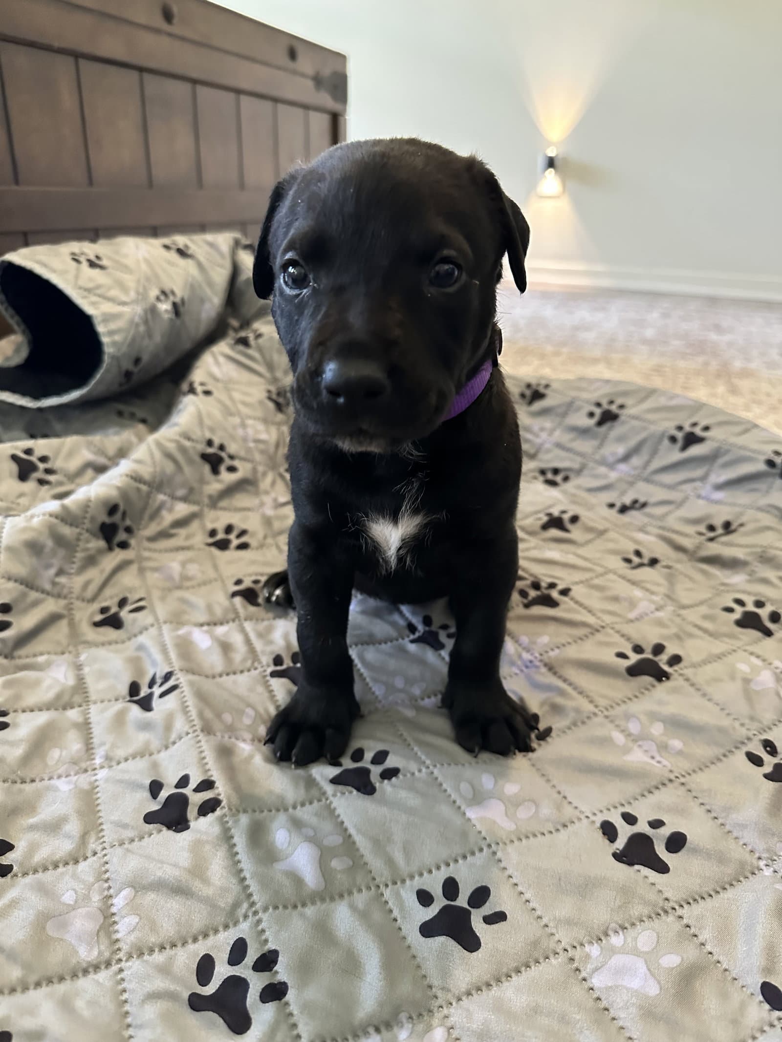 Daisy Mae