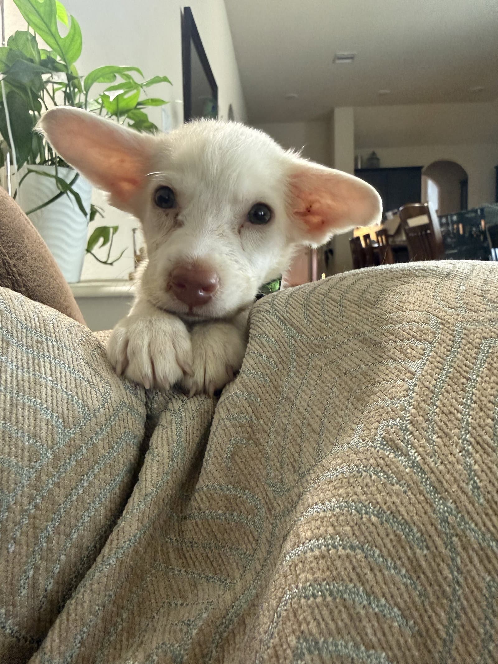 Pablo