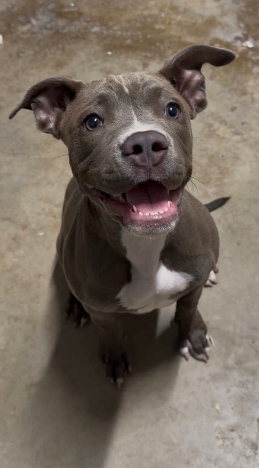 Stella