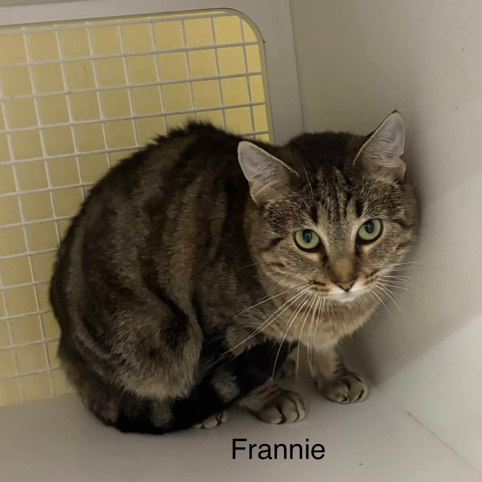 Frannie (ew)