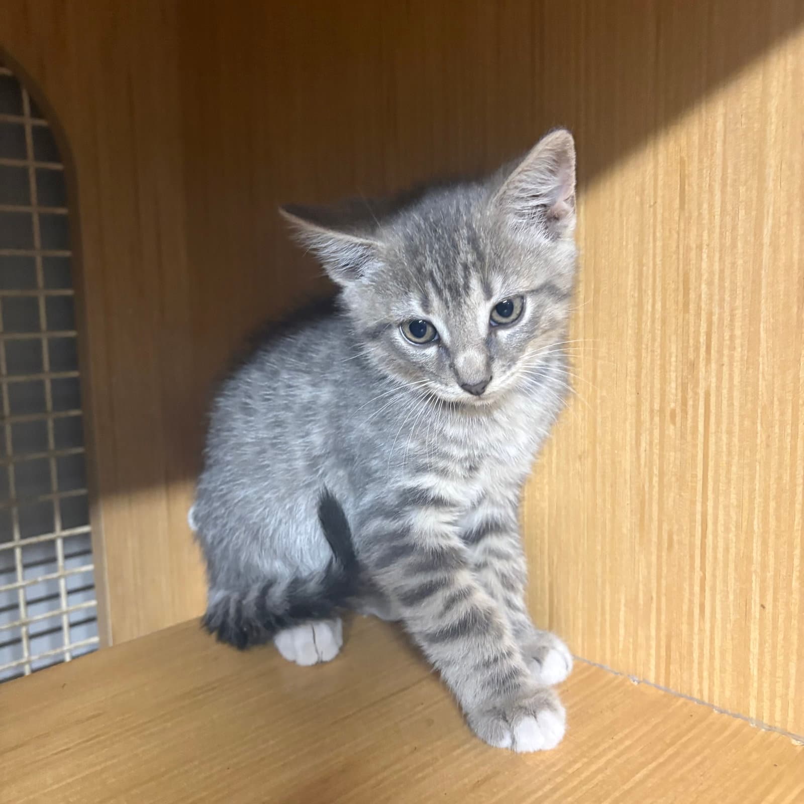gray tabby kitten