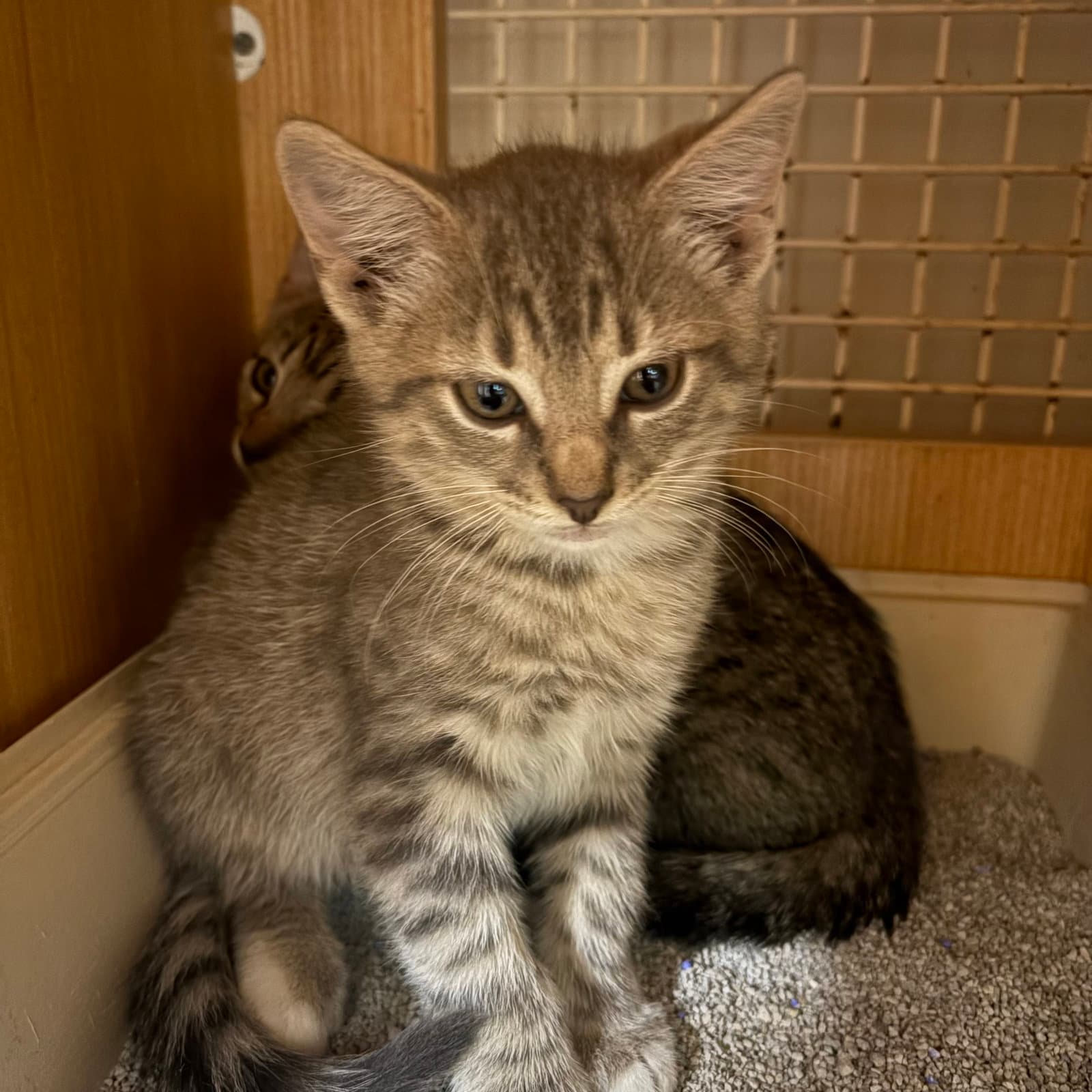 light brown striped tabby kitten