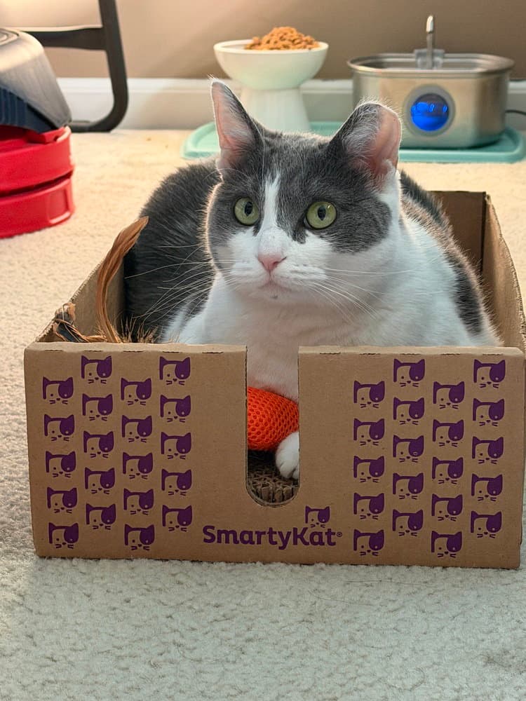 Domino