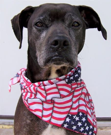 Rocco - loyal companion!