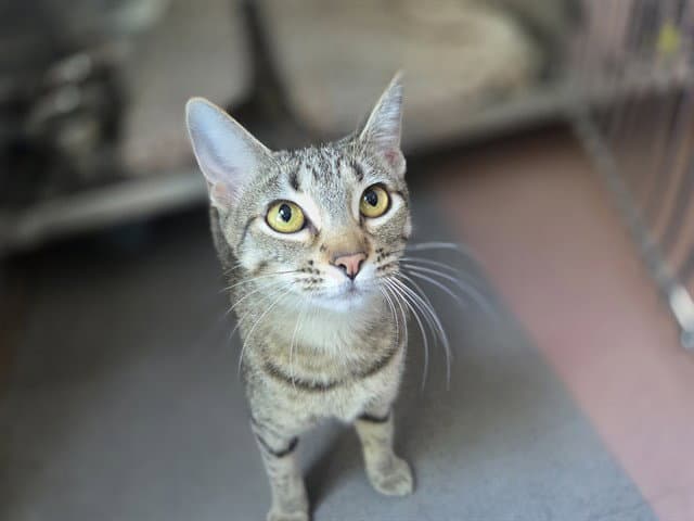 TABITHA