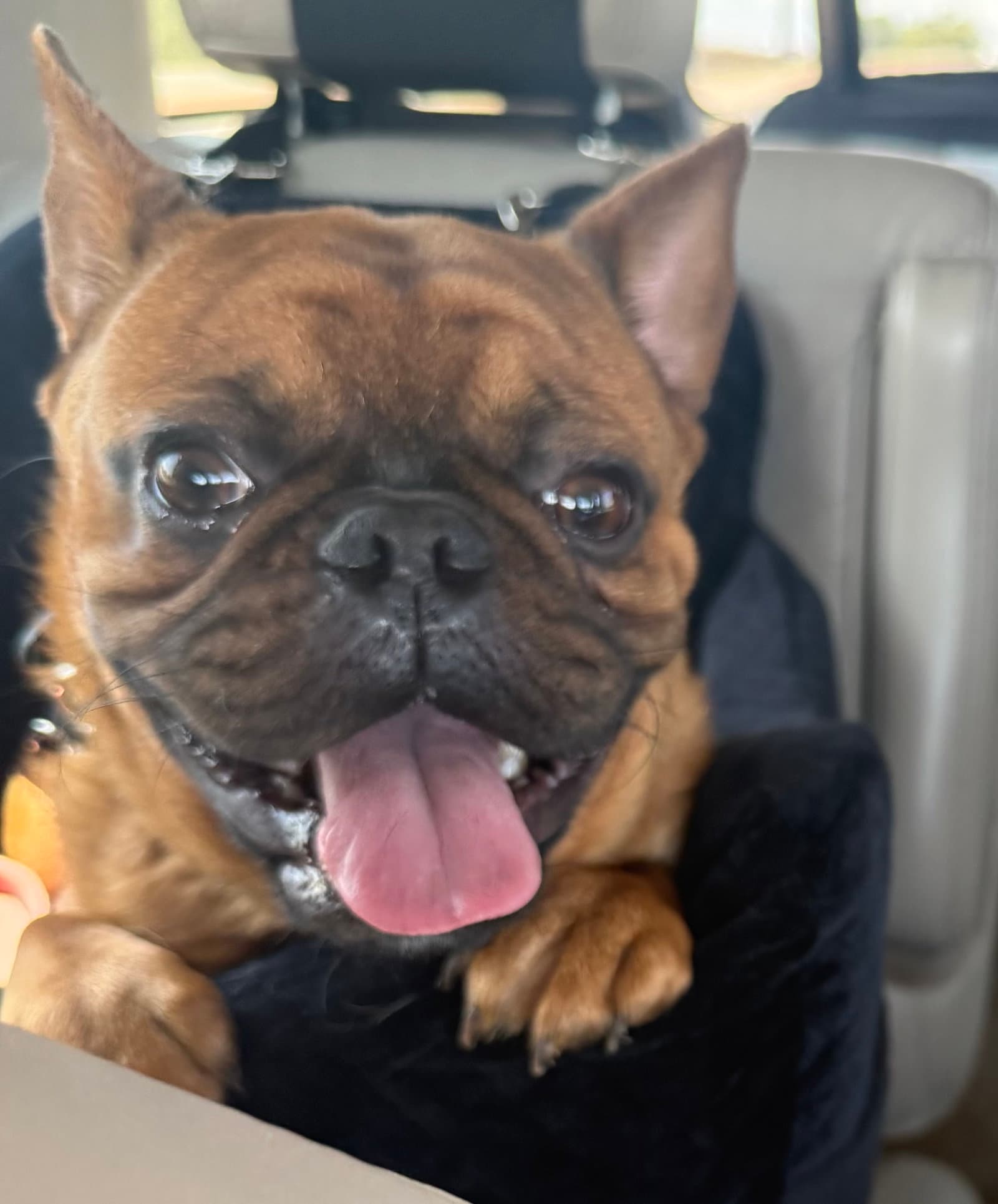 Hank