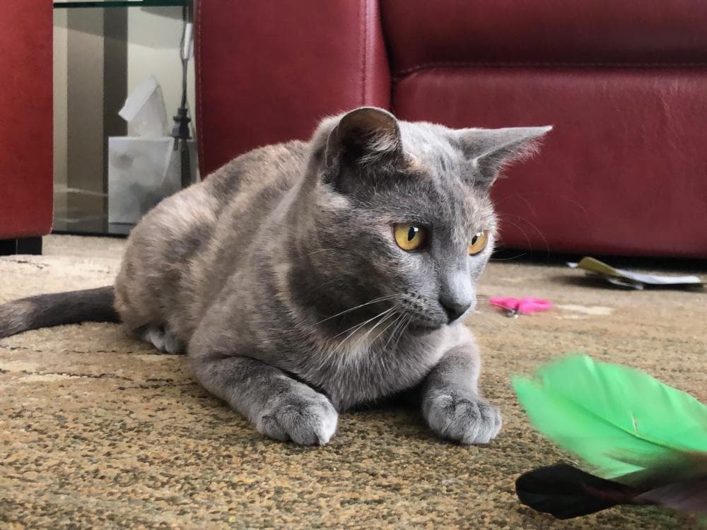 Greta