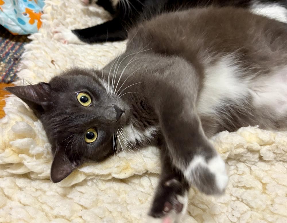 Milo