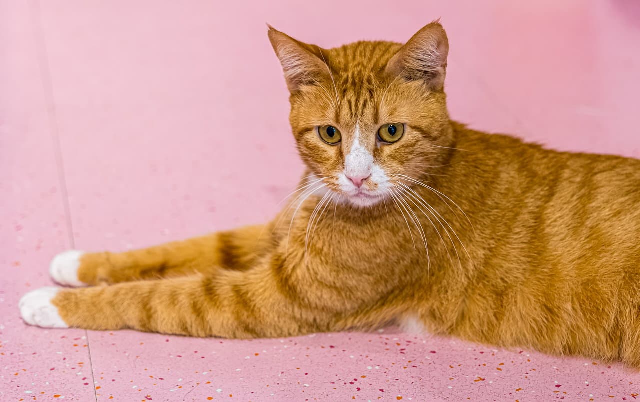 Kenny (bonded to Dogwood) - KBC