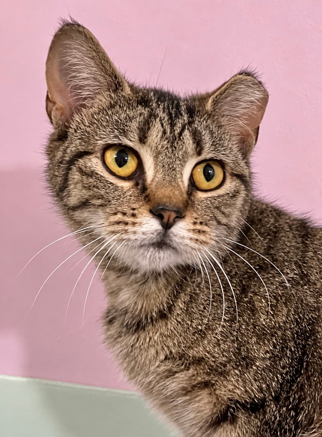 Tora