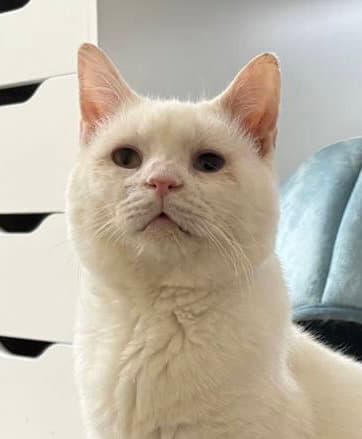 Silas (bonded to Horace)