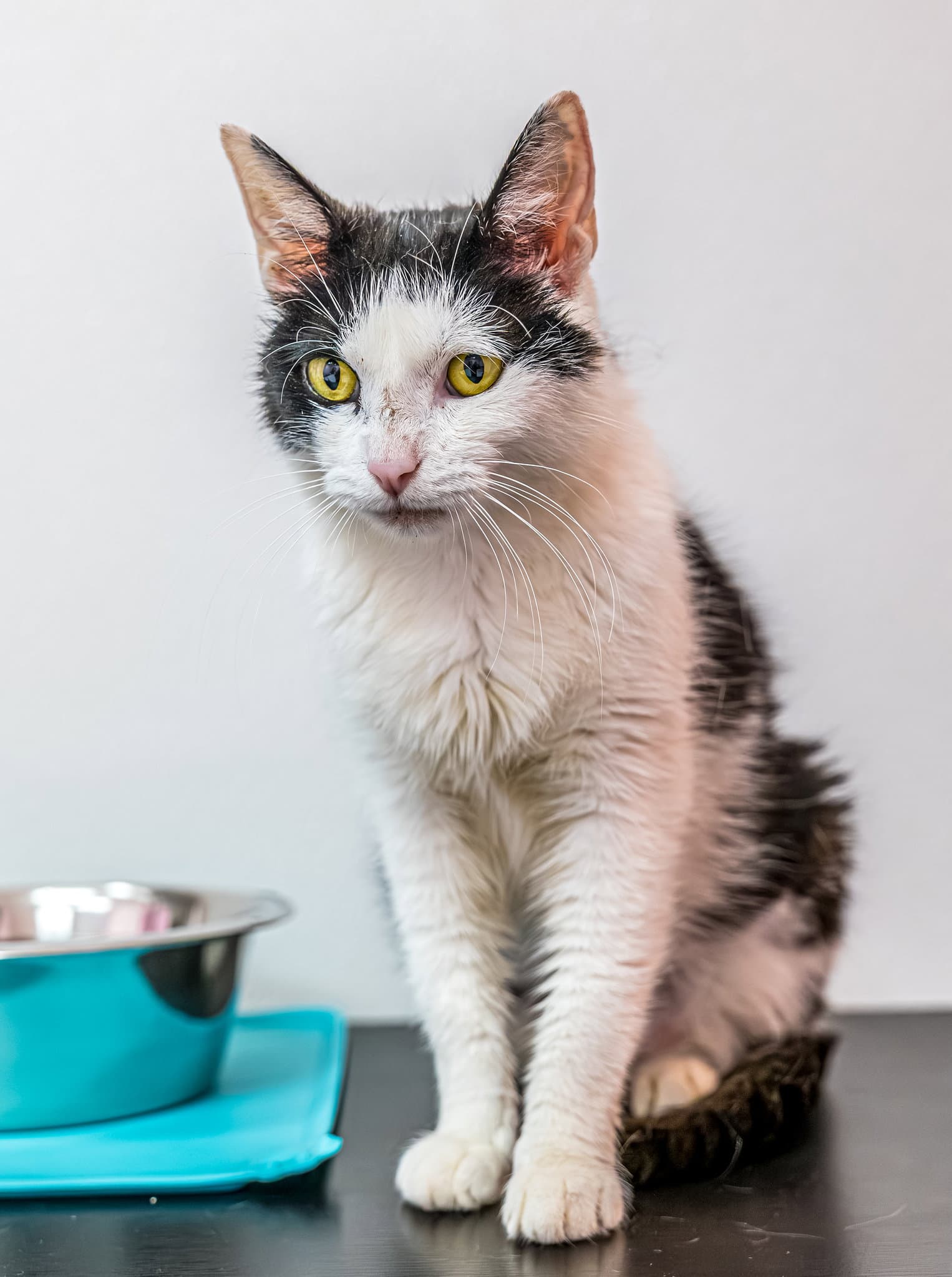 Dogwood (bonded to Kenny) - KBC