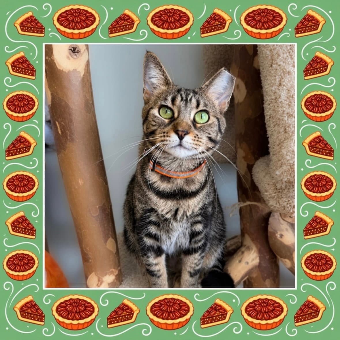 Pecan Pie