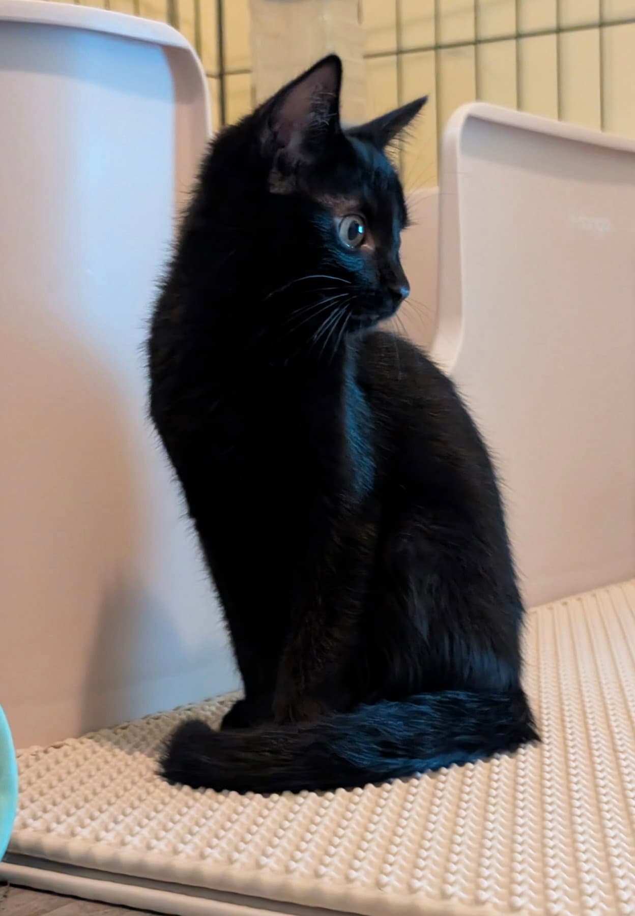 Fizzy (bonded to Martina)
