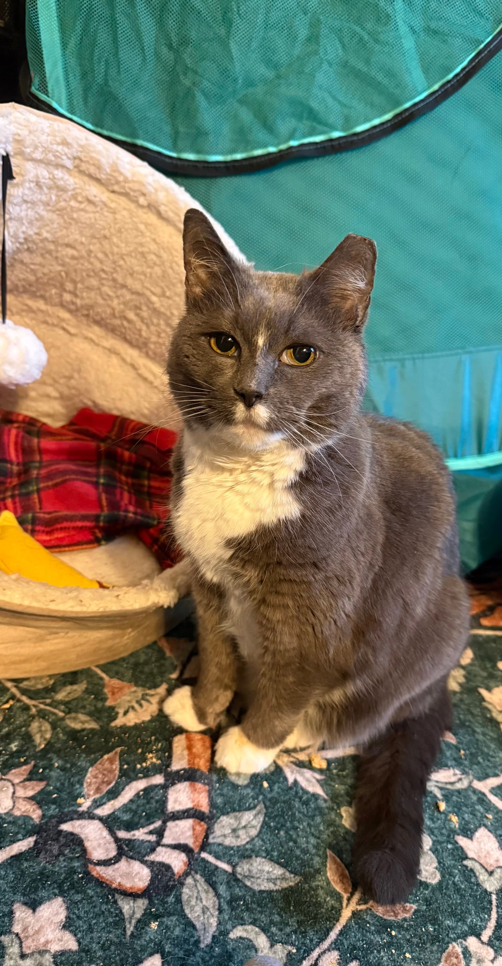 Bootsie